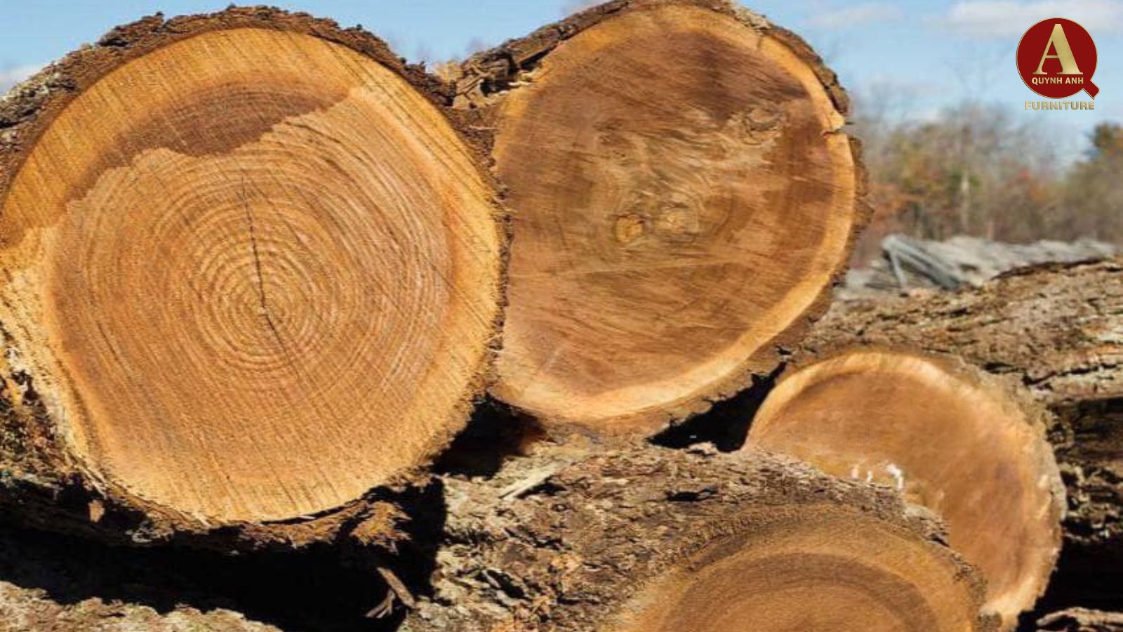 Gỗ óc chó khu vực Đông Nam Á